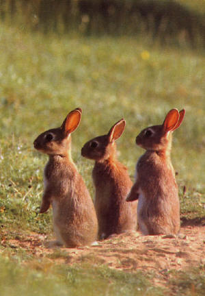 3 rabbits_small.jpg